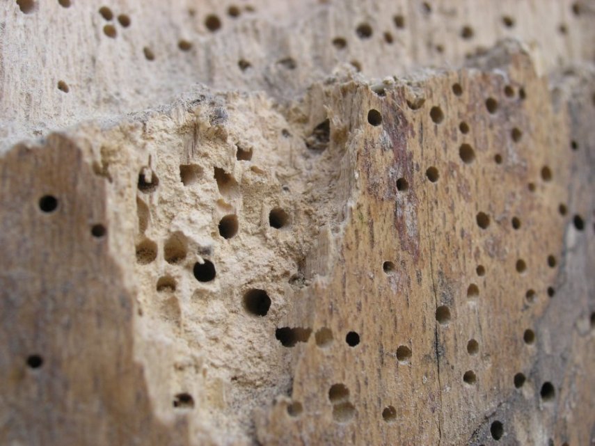 Surveyor inspecting a damp cellar with signs of timber decay due to active woodworm infestation.